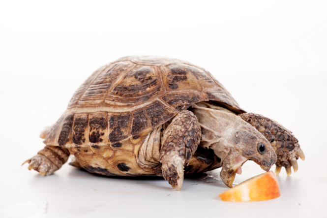 Как кормить сухопутную черепаху
