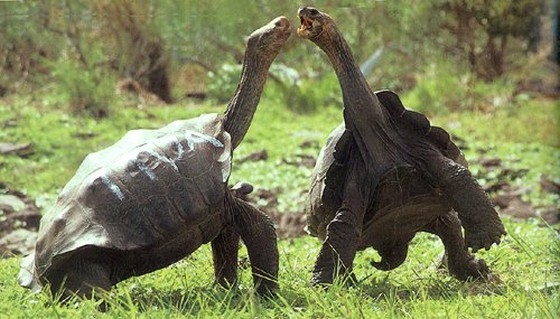 Самая Большая Черепаха Фото