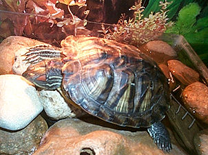 Как и сколько спят красноухие черепахи?
