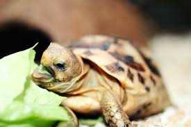 Чем питаются черепахи в природе и в домашних условиях?