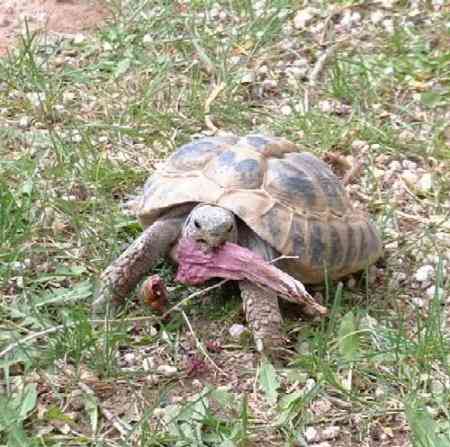 Черепаха среднеазиатская сухопутная - содержание и уход