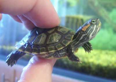 Маленькие домашние водные черепахи