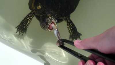 Кормление европейской болотной черепахи