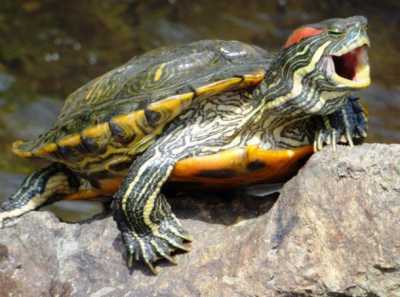 Почему красноухая черепаха часто открывает рот и что делать в этом случае?