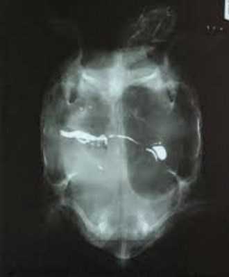 Рентген тимпании красноухой черепахи
