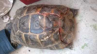 Трещина на панцире у черепахи