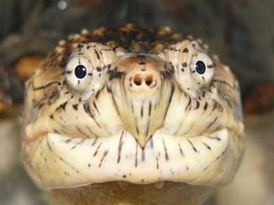 Как черепахе закапать нос и глаза?