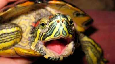Как открыть рот черепахи?