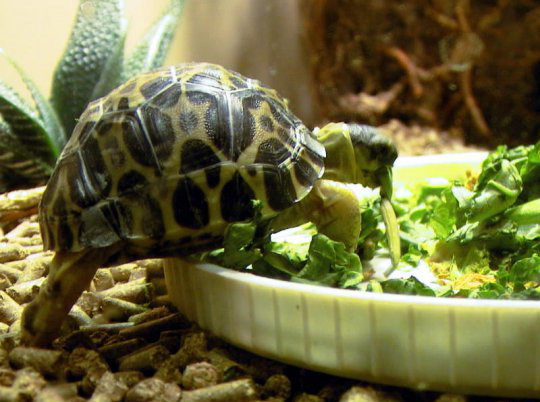 Как кормить черепаху дома