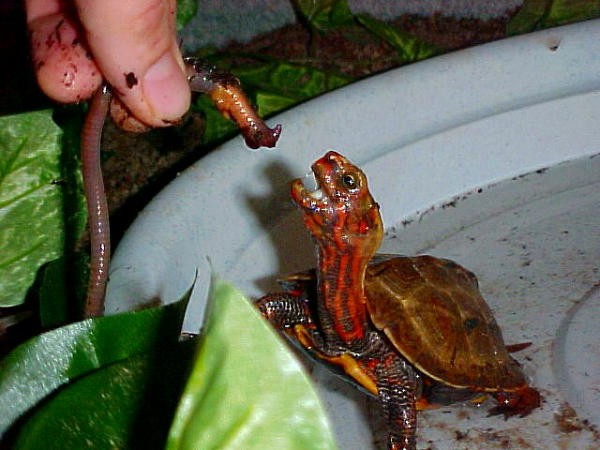 Как кормить хищную черепаху