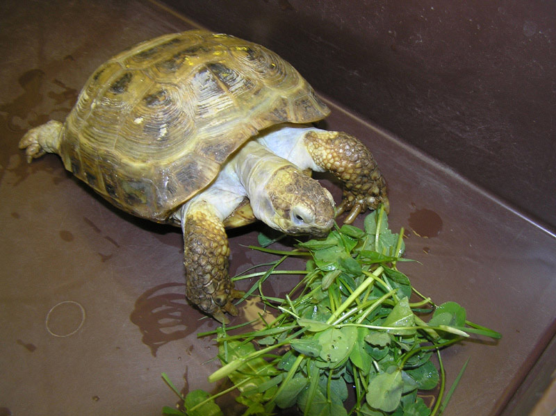 Как подготовиться к приобретению сухопутной черепахи? | Хвост Ньюс