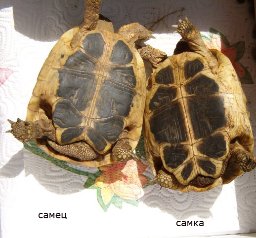 Как определить пол черепахи в домашних условиях: 5 различий