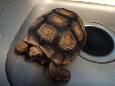 Купание сухопутной черепахи – как правильно мыть питомца?