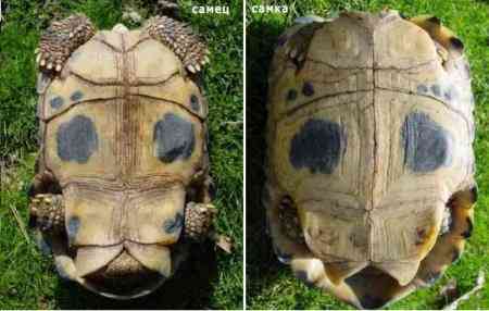 Определение пола черепахи: 5 различий