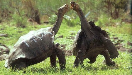 Слоновые галапагосские черепахи