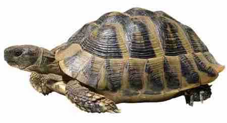 Сколько живут сухопутные черепахи. Как определить возраст?