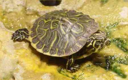 Содержание желотухой черепахи