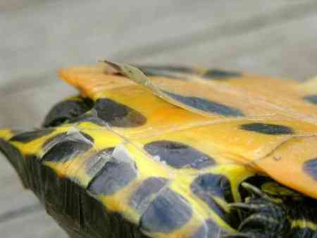 Как линяет красноухая черепаха и из-за чего это происходит?