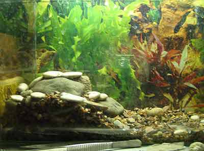 Акватеррариум для красноухой черепахи и других водных видов рептилий