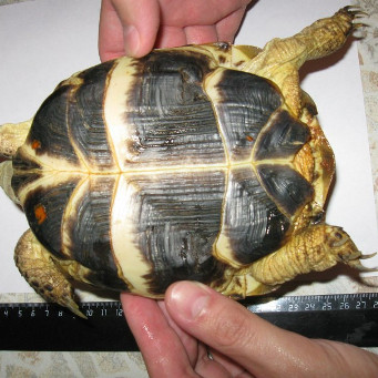 Как узнать сколько лет сухопутной черепахи?