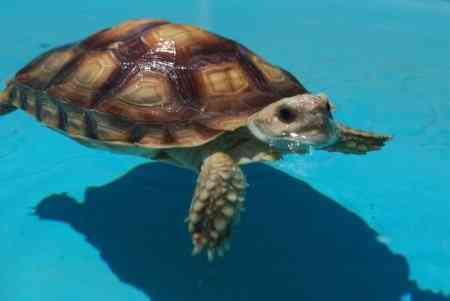 Может ли сухопутная черепаха плавать?