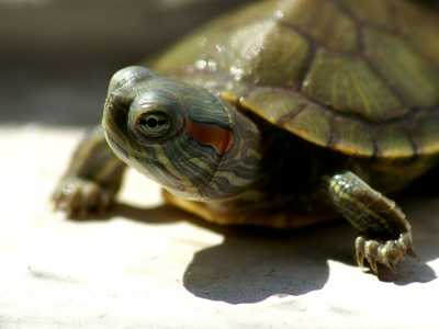 Как узнать сколько лет красноухой черепахе?