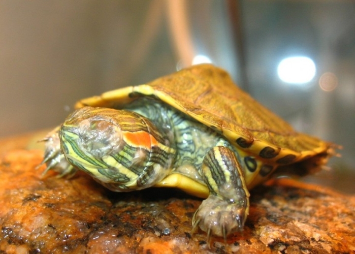 Спячка красноухих черепах в домашних условиях: признаки, причины, уход (фото)