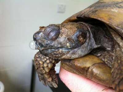 Болезни черепах сухопутных