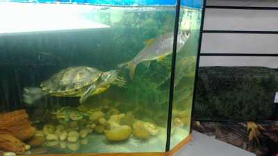 Можно ли держать черепаху в аквариуме с рыбками?