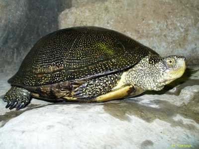 Европейская болотная черепаха