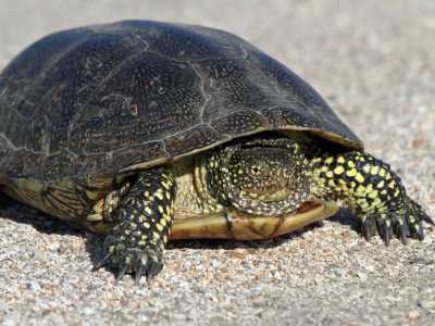 европейская болотная черепаха внешний вид