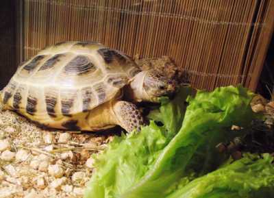 Что кушают сухопутные черепахи?