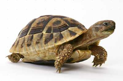 Что делать, если у сухопутной черепахи мягкий панцирь?