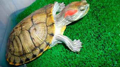 Красноухая черепаха заболела тимпанией, симптоматика и лечение