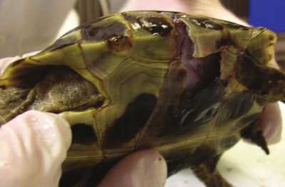 Сломан панцирь у красноухой черепахи