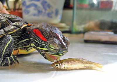 Кормушка для черепах. Как трапезничают сухопутные и водные черепахи?
