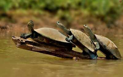 Островок для красноухой черепахи своими руками
