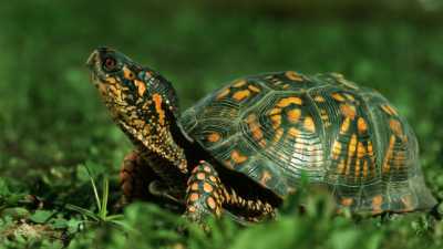 Как выгуливать сухопутных и красноухих черепах?