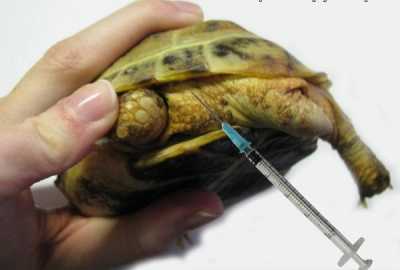 Как делать уколы черепахе?