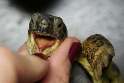 Как черепахе открыть рот?