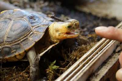 Принудительное кормление черепахи